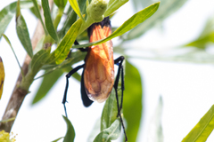 Pepsis pallidolimbata