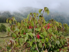 Viburnum betulifolium