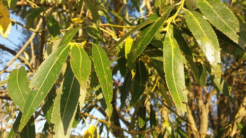 vŕba krehká (Salix euxina)