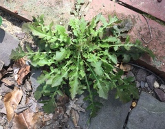 Youngia thunbergiana