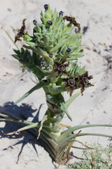 Ferraria foliosa