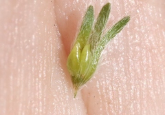 Cryptantha clevelandii