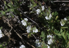 Cryptantha clevelandii
