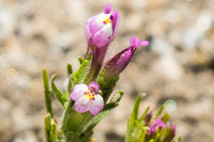 Castilleja exserta exserta