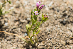 Castilleja exserta exserta
