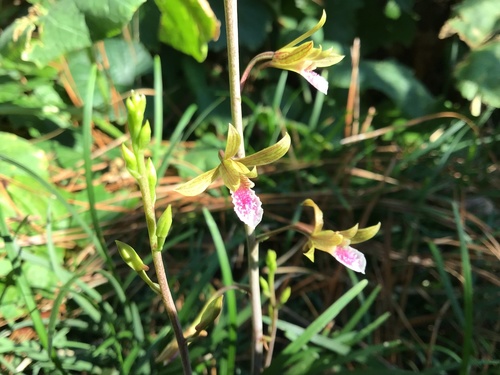 Eulophia graminea iNat (3)