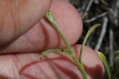 Cryptantha clevelandii