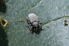 Trichobaris compacta