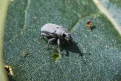 Trichobaris compacta