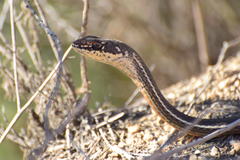 Masticophis lateralis lateralis
