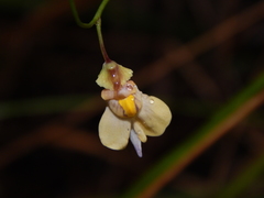 Utricularia hispida