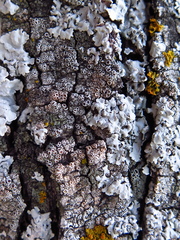 Lecanora argentata