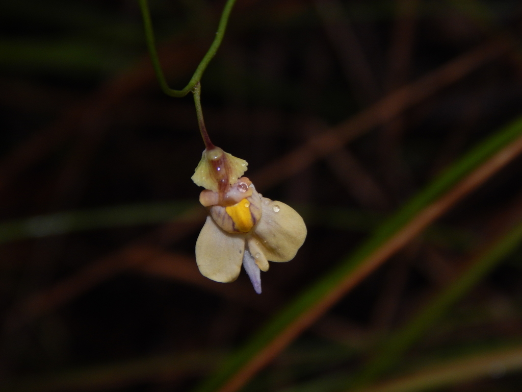 Utricularia hispida Lam. 2