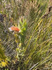 Mimetes capitulatus