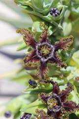 Ferraria foliosa