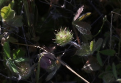 Trifolium microcephalum