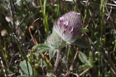 Trifolium macraei