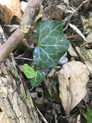 Hedera helix