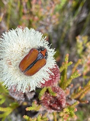 Trichostetha capensis hottentotta