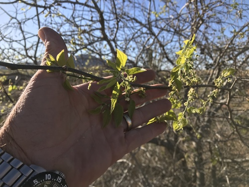 Celtis reticulata (Celtis reticulata)