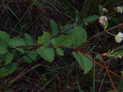 Hyptis brachiata