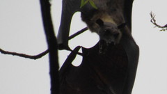 Pteropus giganteus
