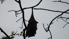 Pteropus giganteus
