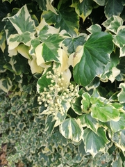 Hedera colchica