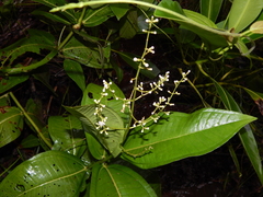 Miconia chamissois