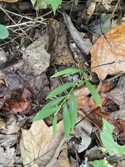 Microstegium vimineum