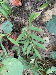 Microstegium vimineum