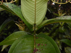 Miconia chamissois