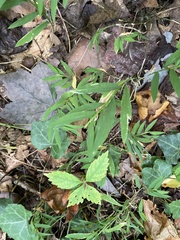 Microstegium vimineum