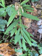 Microstegium vimineum