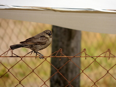 Molothrus rufoaxillaris