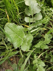 Francoa appendiculata