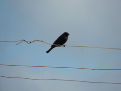 Molothrus rufoaxillaris