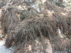 Odonthalia floccosa