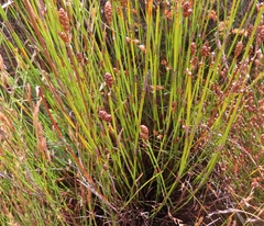 Nevillea obtusissima