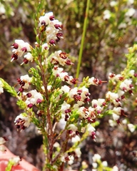 Erica suffulta