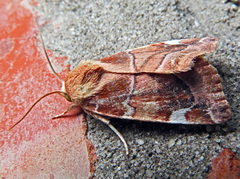 Cosmia diffinis