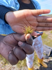 Isolepis inconspicua