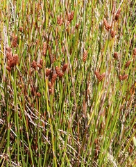 Nevillea obtusissima