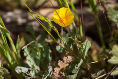 Eschscholzia californica californica