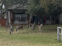 Odocoileus virginianus