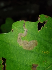 Profenusa