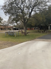 Odocoileus virginianus
