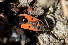 Melanocoryphus tristrami