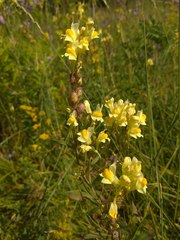 Linaria acutiloba