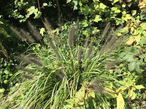 Pennisetum sordidum iNat (2)